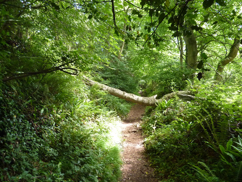 Tintern Woods